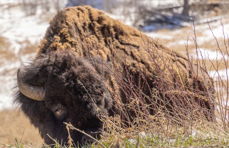 S 11 x 17 240418-Bison-Day-at-Yellowstone-Montana-rzc_7410