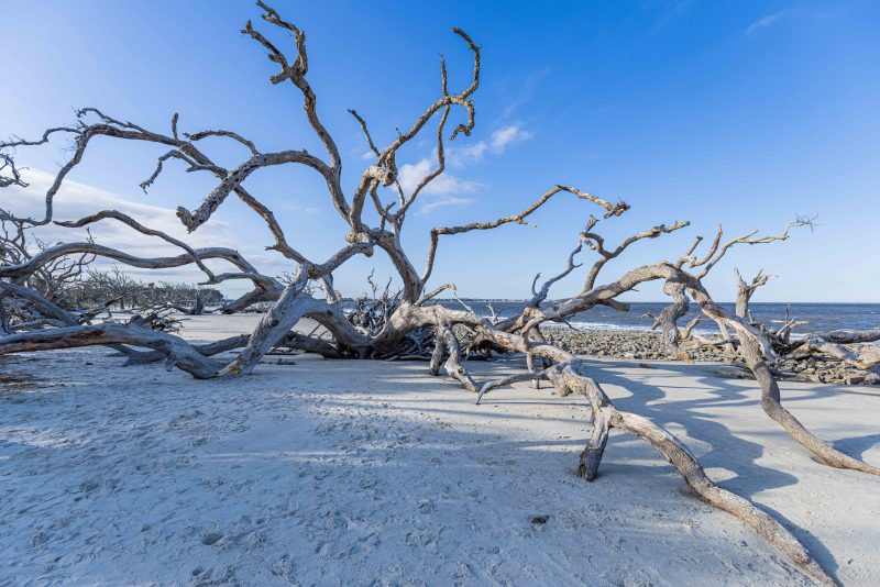 S JEKYLL 210513 jekyll island driftwood beach RZC_0745 24x36