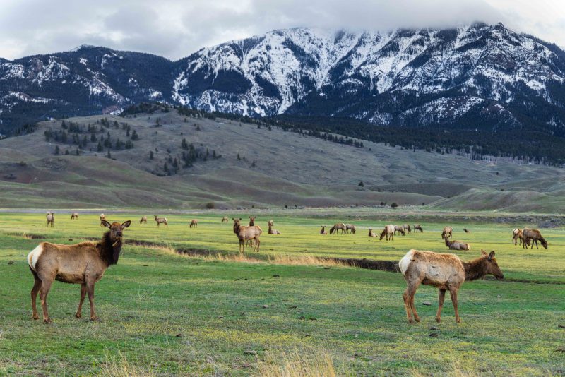 S MONTANA 240417 Elk Yellowstone Gardiner Montana rzc_7252 11 x 17