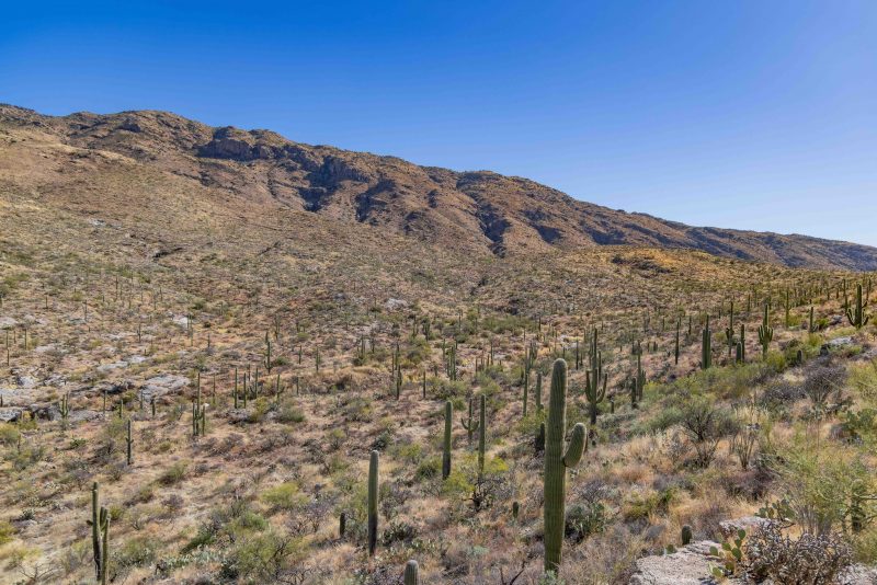 S SAGUARO RZC_9069 24 x 36